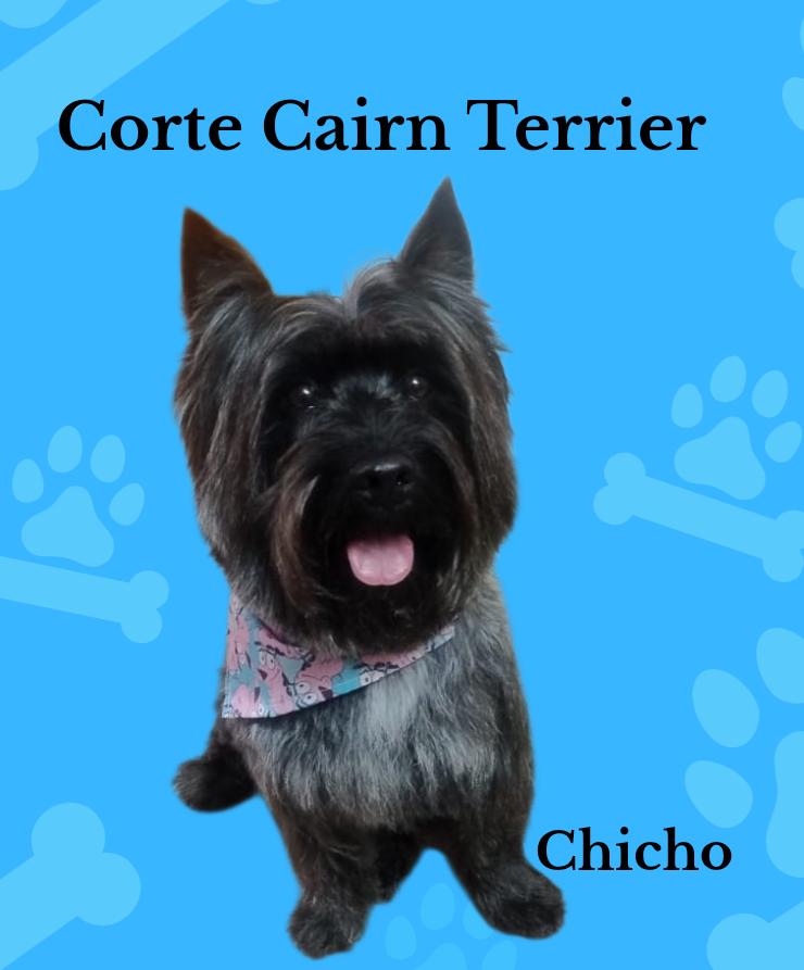Peluquería canina 1