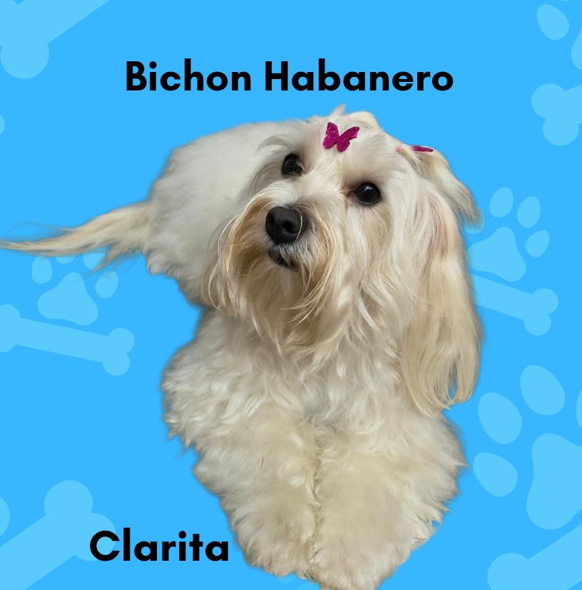 Peluquería canina 10