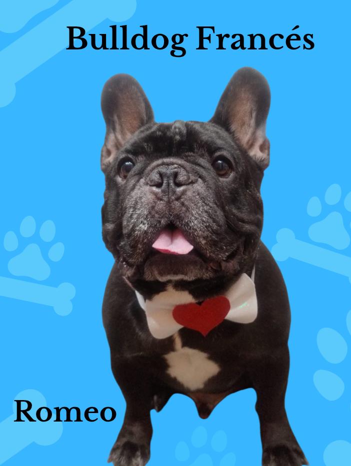 Peluquería canina 14