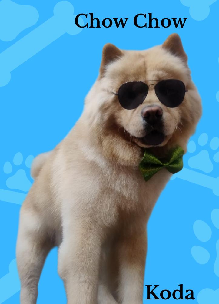 Peluquería canina 15