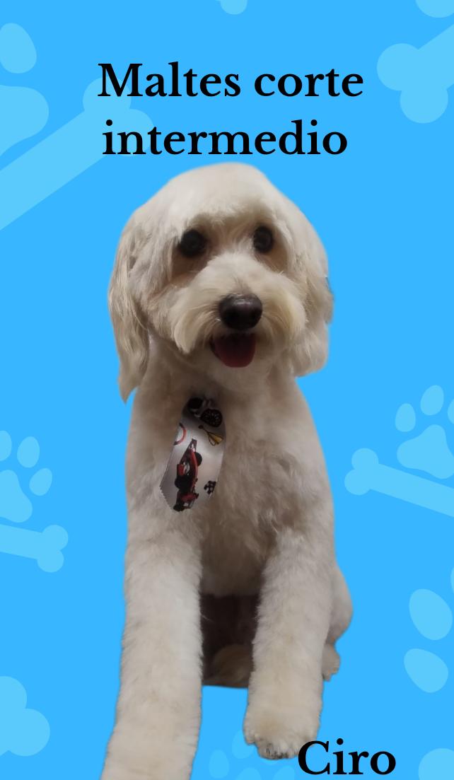 Peluquería canina 4