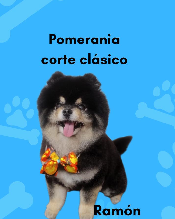 Peluquería canina 5