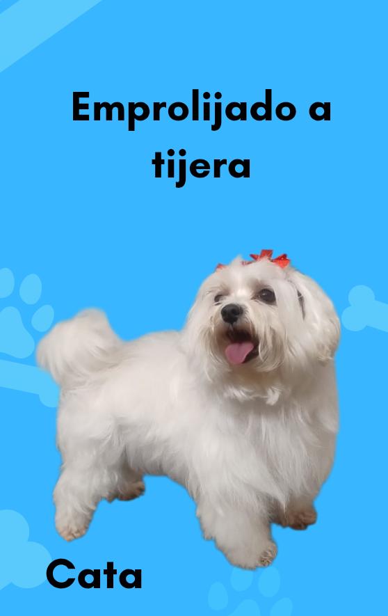 Peluquería canina 6