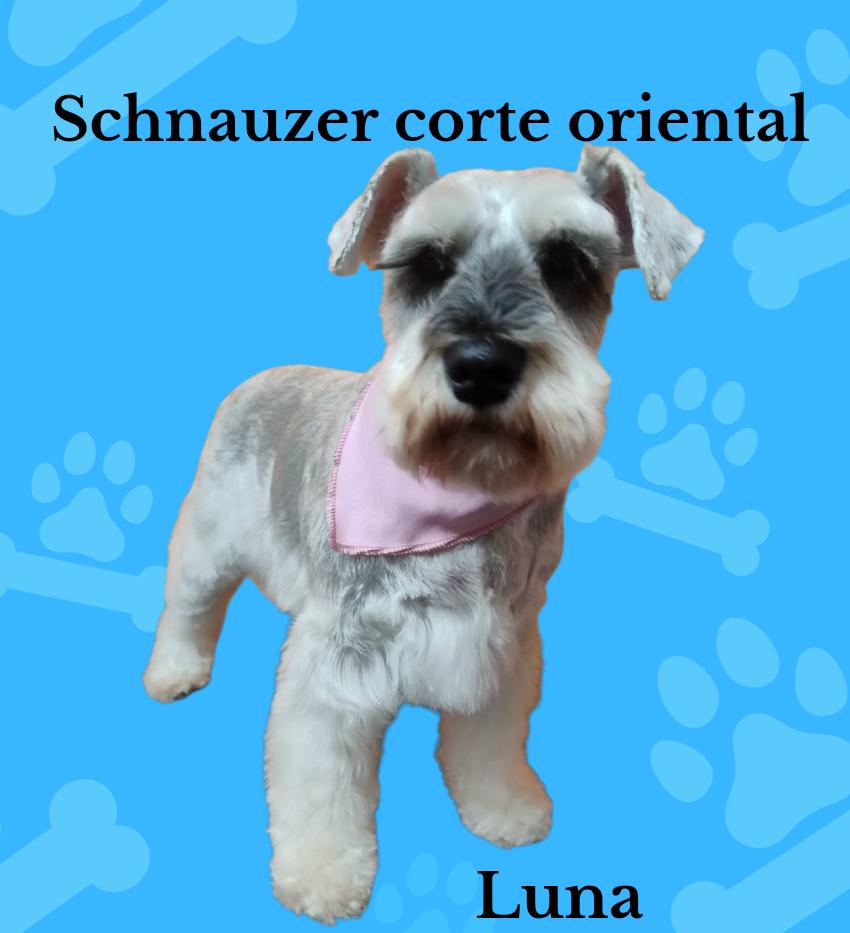 Peluquería canina 8